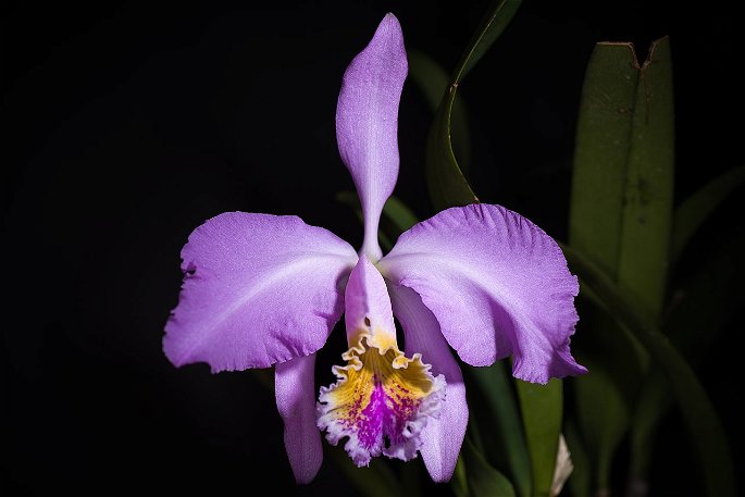 Cattleya mossiae orquidea endemica de Venezuela flor de mayo