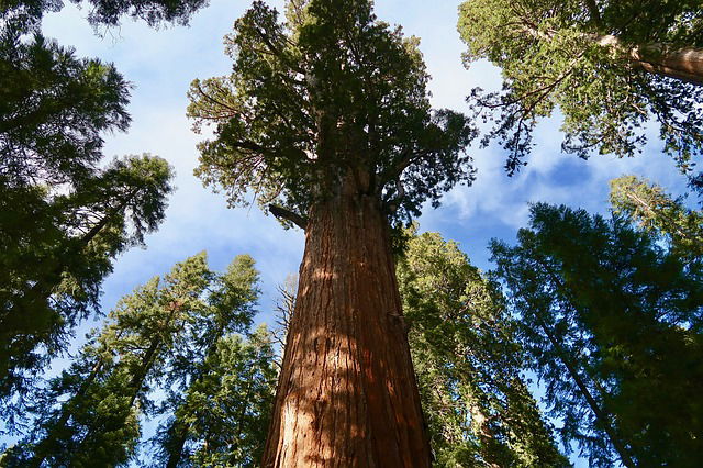 árbol de secuoya rodeado de más árboles y cielo azul