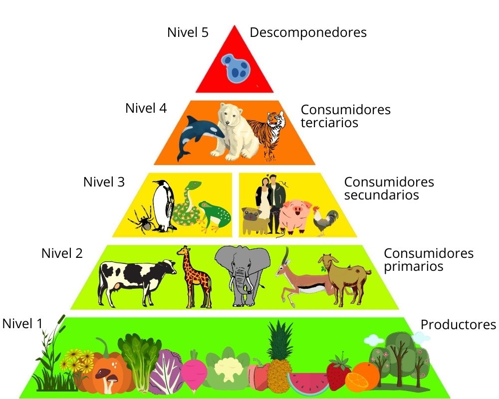 Cadena Alimenticia Qué es eslabones tipos y ejemplos Ecosistemas | Hot ...