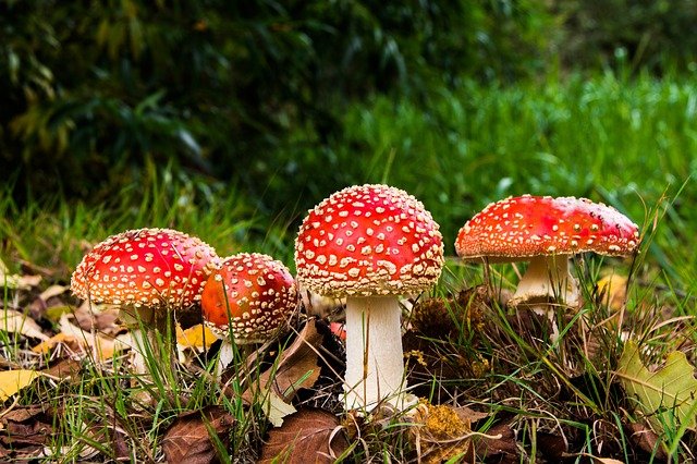hongos amanita muscaria en suelo con hojas y hierbas