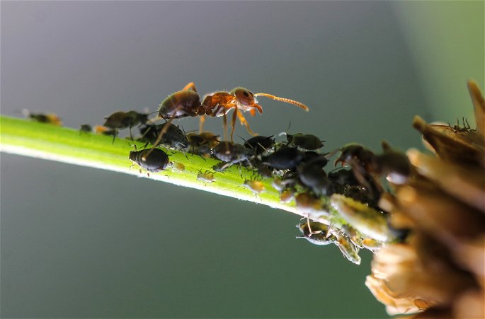 hormiga pastoreando los afidos en una rama de una planta