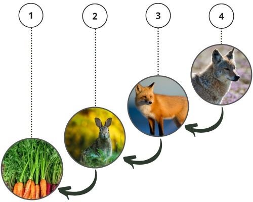 Cadena alimenticia terrestre, con las zanahorias (nivel 1), conejos (nivel 2), zorros (nivel 3) y coyotes (nivel 4) como ejemplos