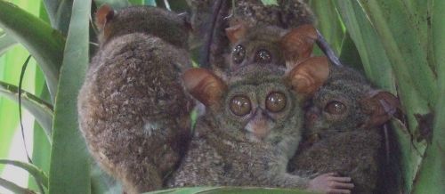 primates tarsius