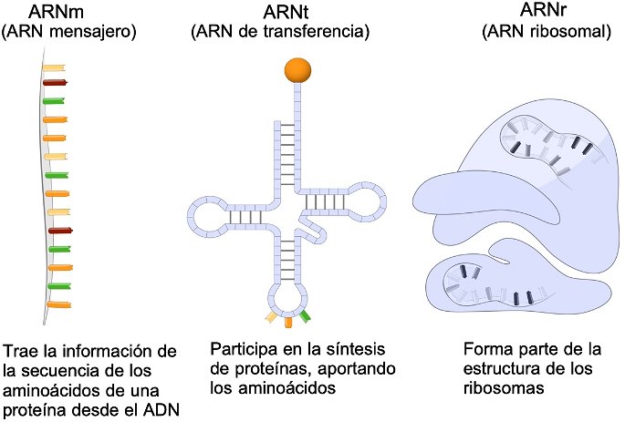 tipos de arn acido ribonucleico que participan en la sintesis de proteinas