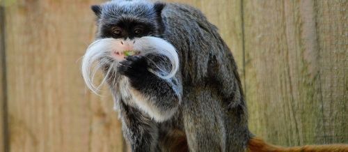 Primates Qué Son Tipos Y Características Enciclopedia Significados 9716