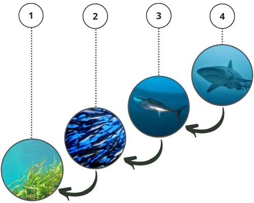 Cadena alimenticia acuática, con las algas marinas (nivel 1), anchovetas (nivel 2), atún (nivel 3) y tiburones (nivel 4) como ejemplos