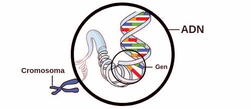 ADN, cromosoma y gen