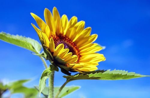 girasol