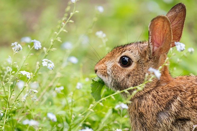 conejo silvestre en un campo con flores