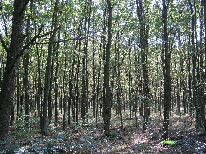 bosque de encino