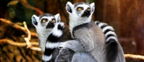 primates lemur