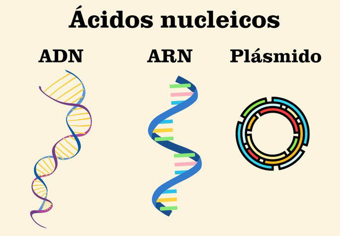 Ácidos nucleicos: los tres tipos principales, ADN, ARN y plásmidos