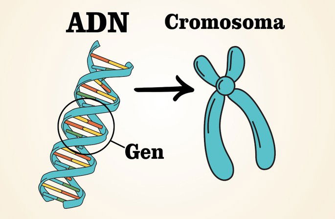 ADN, cromosoma y gen