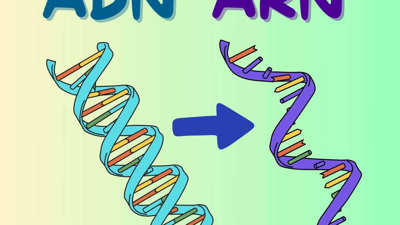 estructura de arn