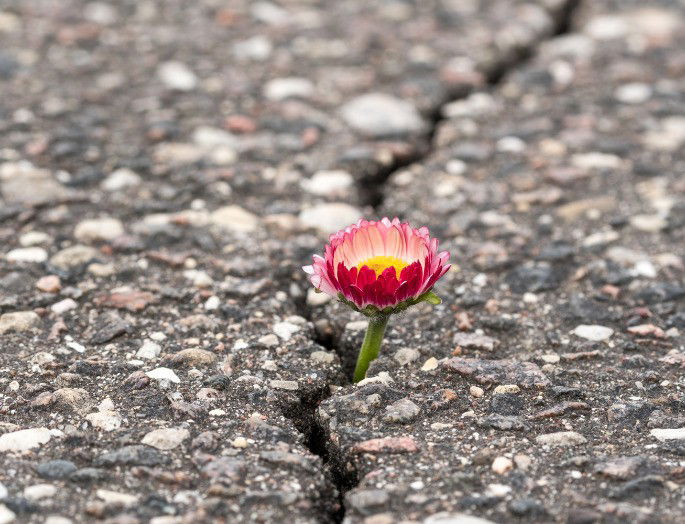 flor naciendo del pavimento de asfalto