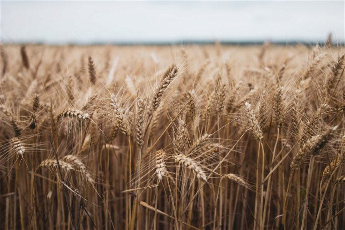 El trigo, un ejemplo de cultivo de secano