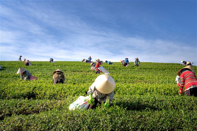 Agricultura extensiva, con varios trabajadores cosechando bajo el sol