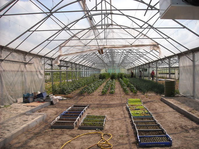 interior de un invernadero agricola