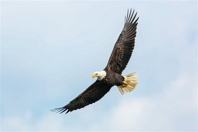 Un águila calva sobrevolando en el cielo, en Estados Unidos.