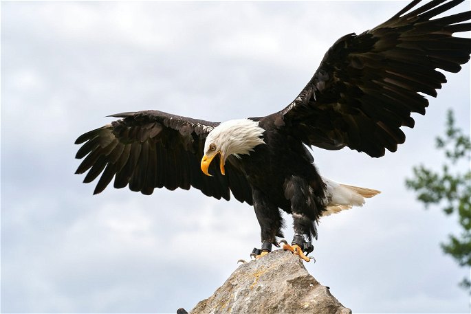 Un águila extendiendo sus alas sobre una roca
