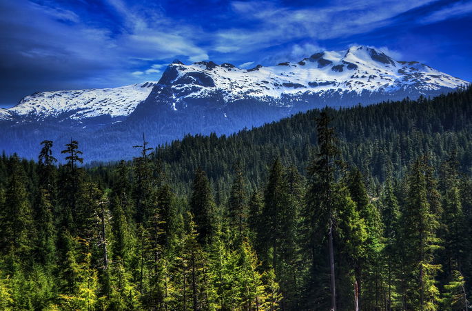 bosque de pino caracteristico del bosque boreal en Alaska