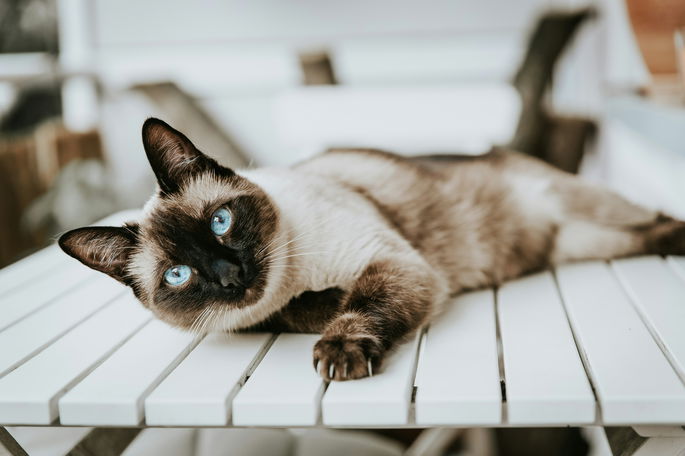 gato siamés con ojos azules tumbado sobre superficie de madera blanca