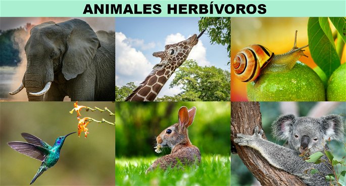 Algunos animales herbívoros: elefante, jirafa, caracol, colibrí, conejo y koala.
