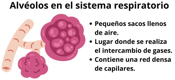 Los alveolos del sistema respiratorio y sus características.