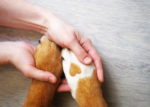 Amistad hombre-animal