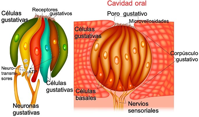 anatomia del gusto mostrando los corpusculos gustativos y las celulas que lo forman