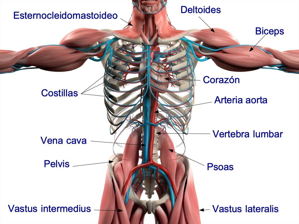 la anatomia establece las relaciones entre los diferentes sistemas del cuerpo humano