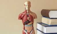 Anatomía humana