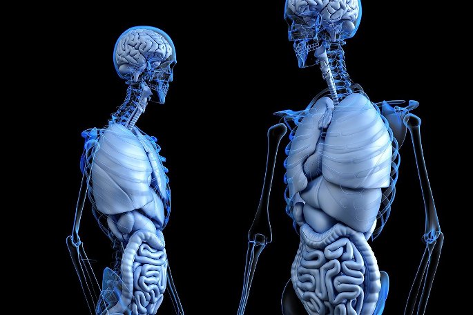 Esqueleto y órganos de dos cuerpos humanos