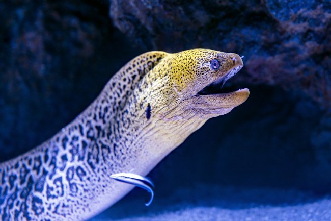 vertebrados agnatha, anguila