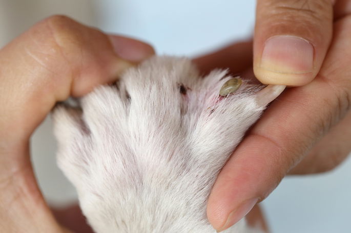 garrapata en la pata de un perro relacion simbiotica parasitismo
