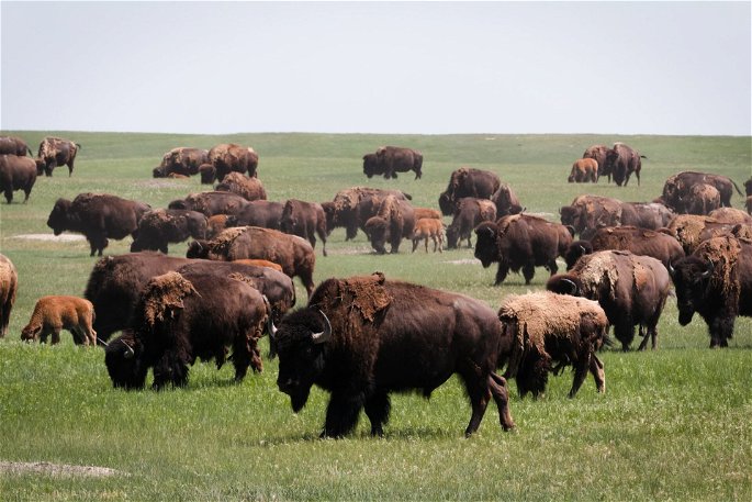 Una pradera repleta de búfalos pastando, animales herbívoros de la familia de los bovinos