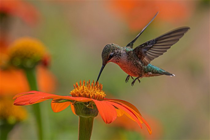 Un colibrí alimentándose del néctar de una flor naranja