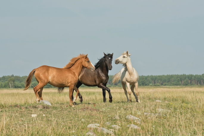 Tres caballos trotando en campo grande en un día soleado