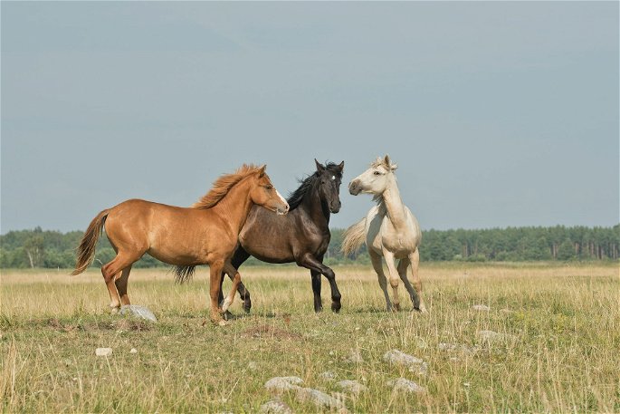 Tres caballos trotando en campo grande en un día soleado
