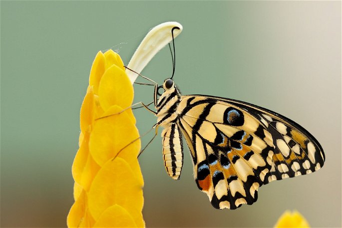 Una mariposa amarilla alimentándose de una flor amarilla.