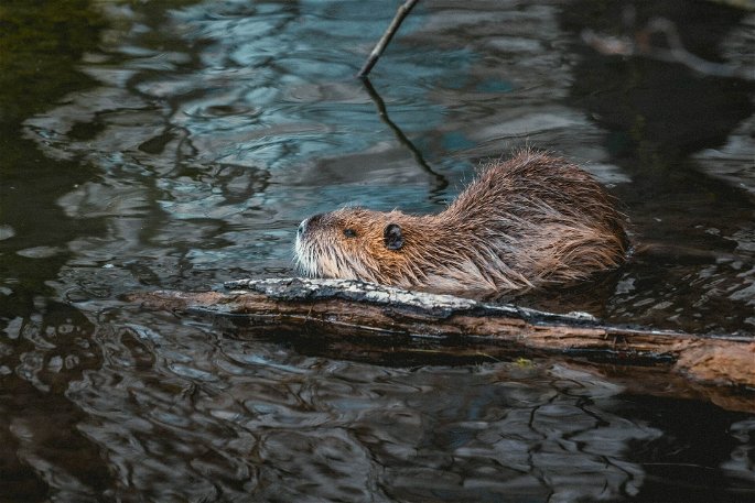 Un castor nadando en un lago mientras lleva un tronco de madera.