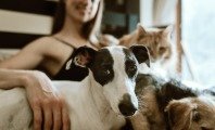 Animales domésticos: qué son, ejemplos y características