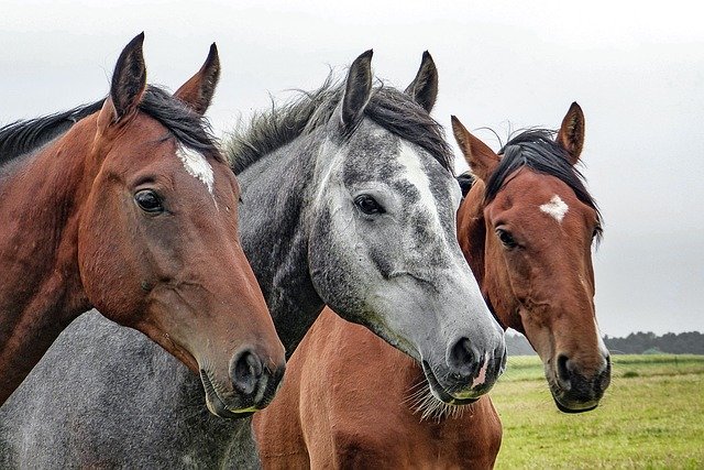tres caballos sobre campo de hierba y el con cielo gris de fondo