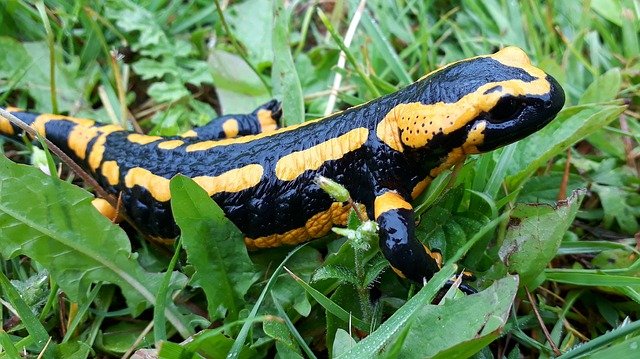 salamandra negra y amarilla sobre vegetación