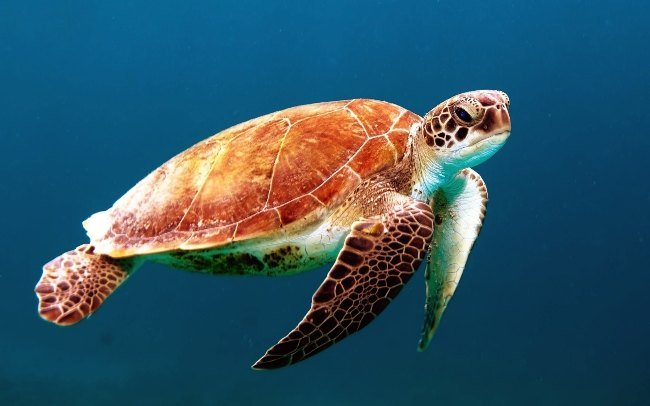 tortuga marina nadando con fondo azul oscuro