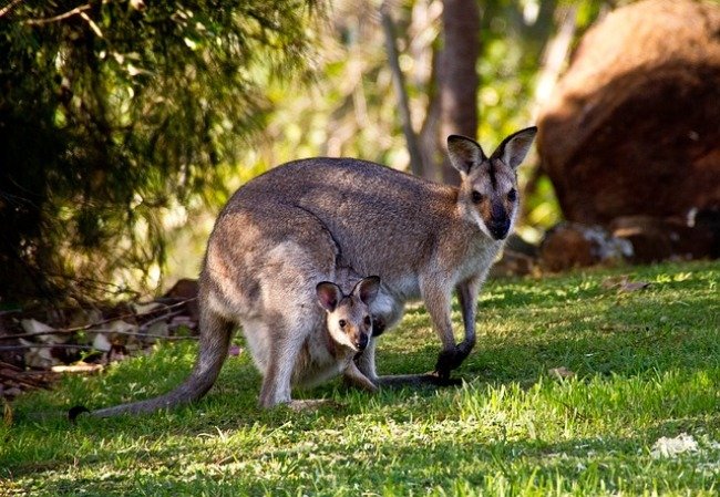 Animales vivíparos marsupiales
