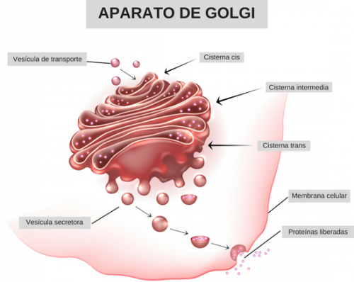 aparato de Golgi