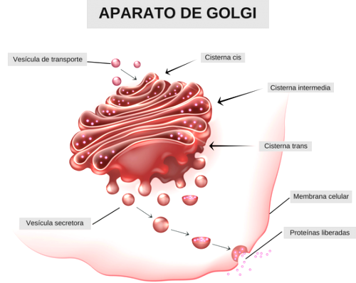 Aparato de Golgi