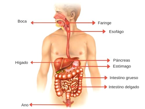 Aparato Digestivo: qué es, su partes y funciones - Significados