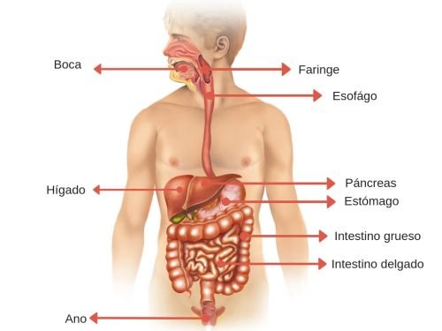 El sistema digestivo con sus partes y órganos principales.